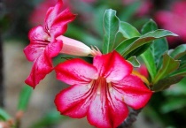 沙漠玫瑰黄叶是什么原因？