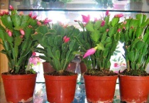 蟹爪兰片薄是怎么造成的