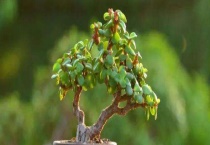 金枝玉叶掉叶子怎么办 为什么会掉叶