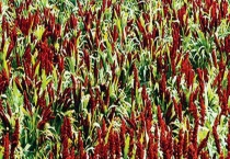 红高粱价格多少钱一斤 现在种还赚钱吗？