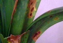 君子兰起黄斑用啥药