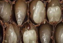 蜂螨是什么引起的 附防治多久？