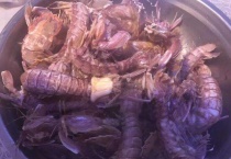 北方吃虾爬子的季节