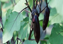 茄子僵苗原因？