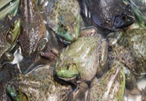 牛蛙的生长过程 主要有四阶段