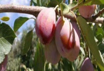 西梅产地在哪里 附营养成份和食用功效