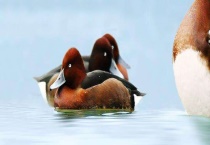 青头潜鸭现身云南是怎么回事 青头潜鸭长什么样 主要的分布地