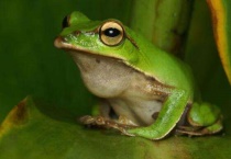 春代表什么动物