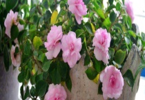 小木槿烂叶什么原因？