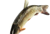 草鱼的生活习性及特点 附其生长速度