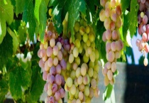 北方葡萄几月成熟 葡萄苗怎么繁殖