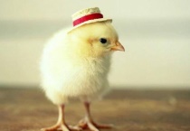 养小鸡的温室在多少度