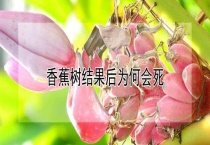 香蕉树结果后为何会死