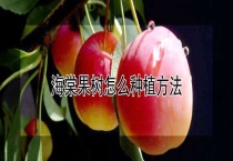 海棠果树怎么种植多久？