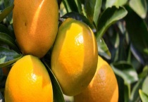 秋冬应季水果都有什么？