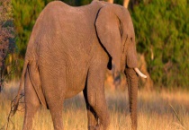 大象生活习性 附特征介绍