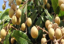 桂圆树需要多久才结果 桂圆怎样种才能获得高产