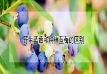 野生蓝莓和种植蓝莓的区别？
