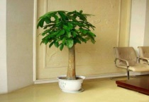 发财树结的果能吃吗？