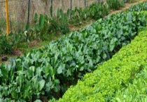 甲胺磷的作用 附简介