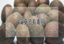 蒲葵子有毒吗？