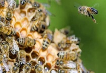 怎样合并蜂群快速有效 附注意事项