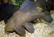 清道夫鱼吃什么 附饲养条件和饲养品种