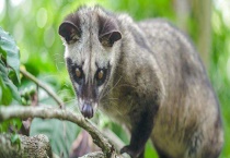 果子狸疾病防治方法 附其症状表现