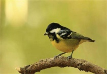 黄腹山雀吃什么食物