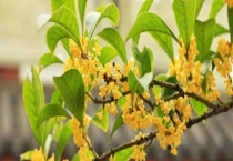 桂花树为什么不开花 怎样能让桂花多开花？