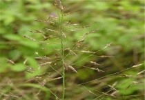 知风草是粉黛乱子草吗？