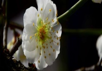 绿萼梅与腊梅花的区别？