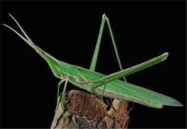 挂大扁儿是益虫还是害虫