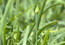 韭菜叶子发黄的原因？