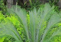 铁树的修剪方法 有哪些品种