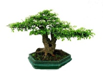 榆树桩栽后可以浇水吗？