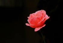 月季蚜虫的防治多久？