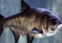 钓鳙鱼饵料配方大全 附详细介绍