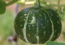 板栗南瓜能留种子吗？