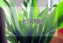 一叶兰吸甲醛吗？