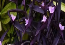 紫竹梅有毒吗 紫竹梅的作用