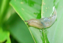 鼻涕虫对人有没有危害 鼻涕虫是害虫吗？