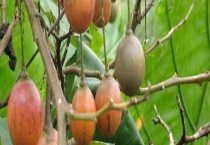 番茄第二年还会长吗？