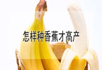 怎样种香蕉才高产