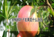 石榴树叶子发黄是什么原因？