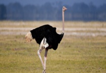 非洲鸵鸟的具体介绍 附非洲鸵鸟的生活习性