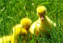 小鹅出壳多久吃东西