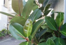 橡皮树能用牛奶施肥吗？