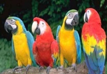 鹦鹉尾巴毛被拔掉了还会长出来吗？