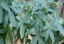 幸福树和发财树有什么区别？ 从科目、形态、作用三方面说